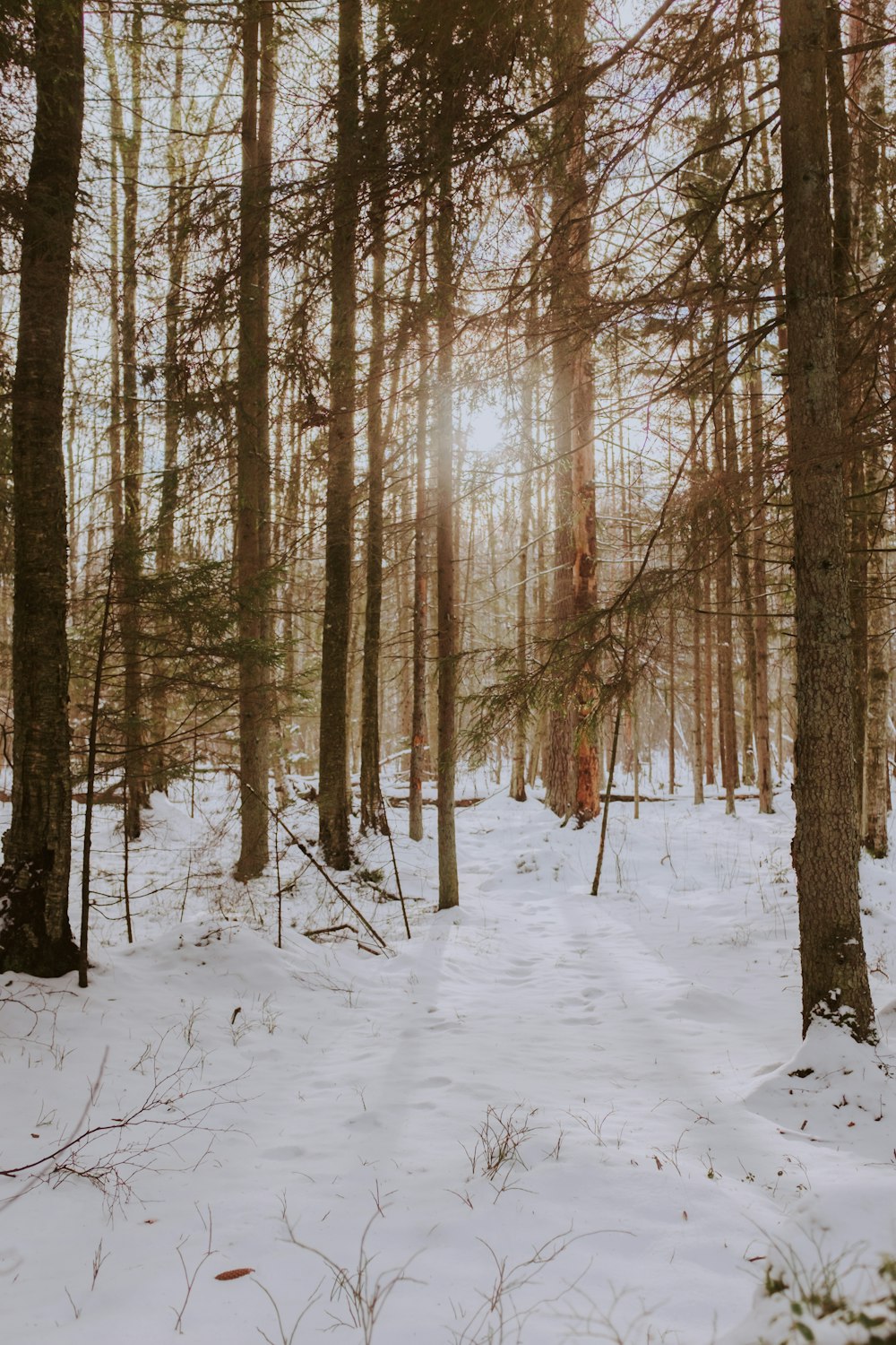 brown trees on snow covered ground during daytime