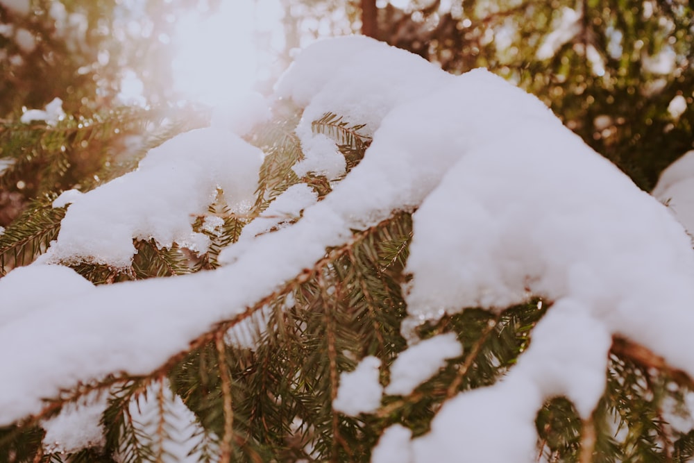 snow covered tree during daytime