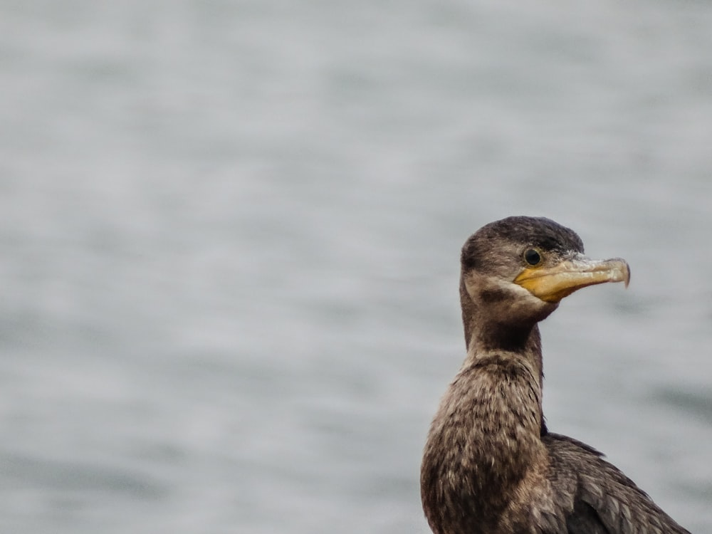 brown duck on body of water