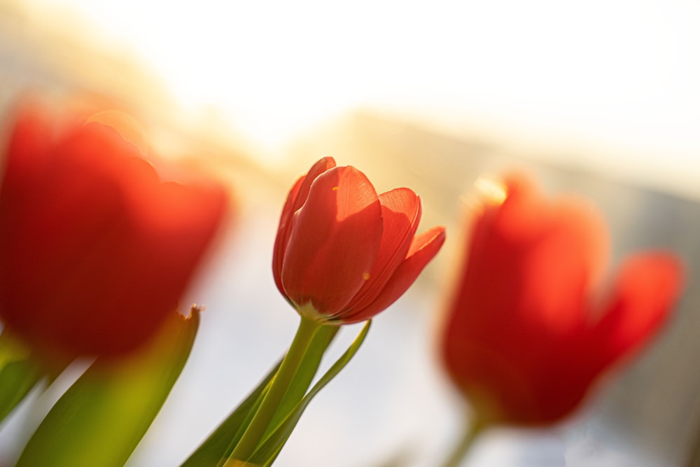 red tulips in bloom during daytime