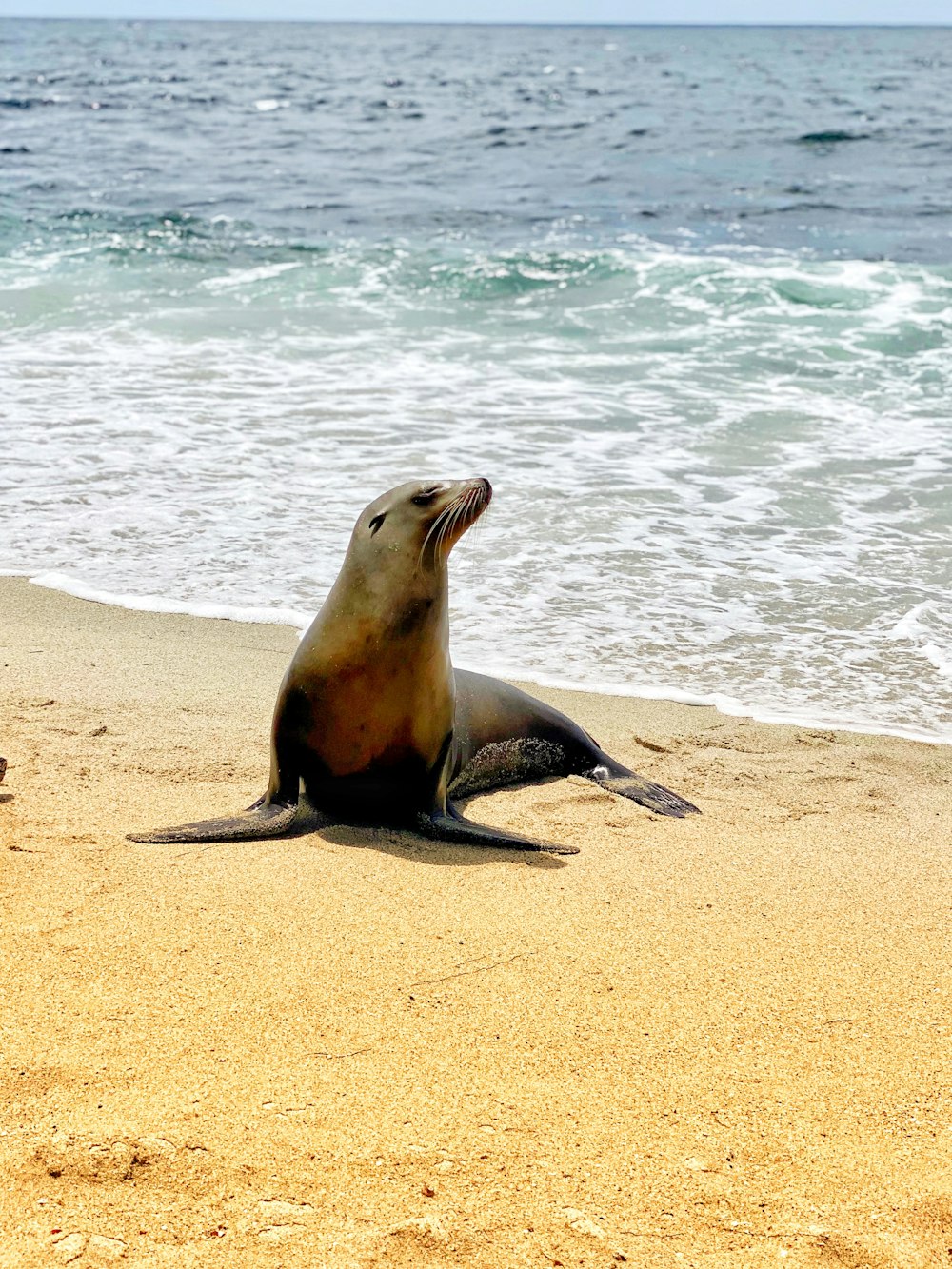 selo na areia branca durante o dia