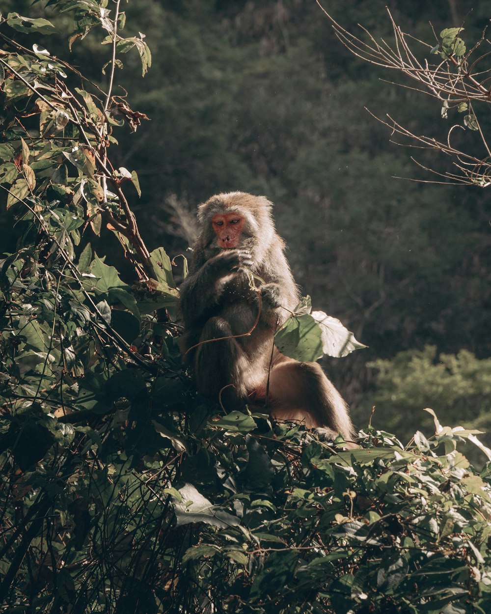 brown monkey on green leaves during daytime