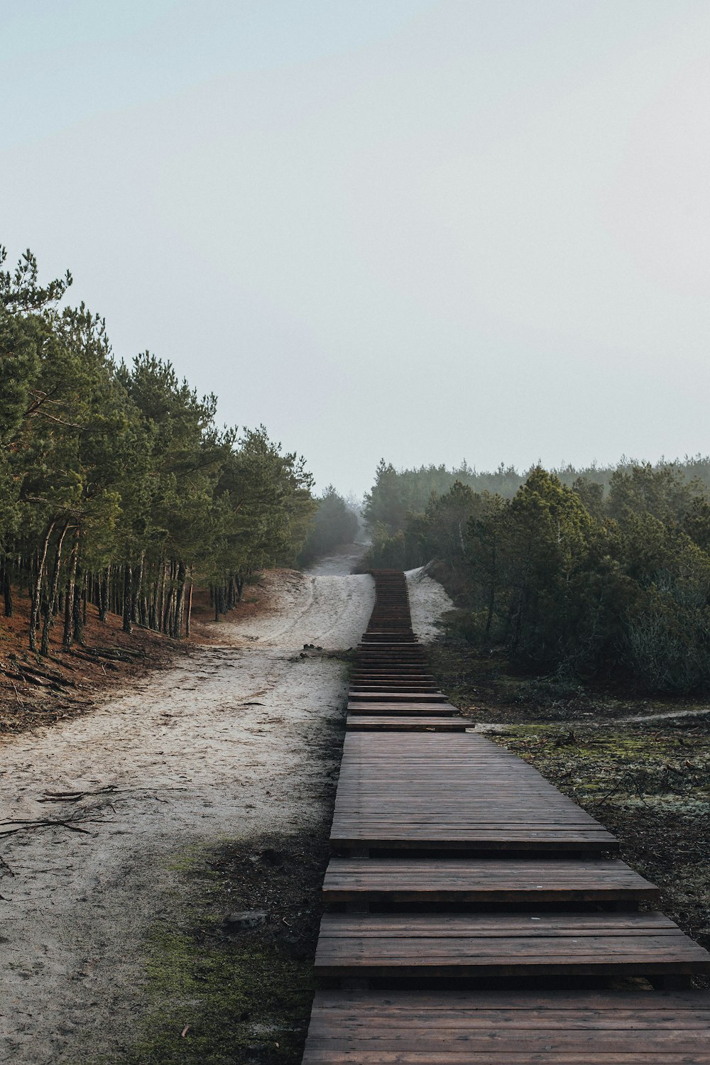 brown wooden pathway between green trees during daytime