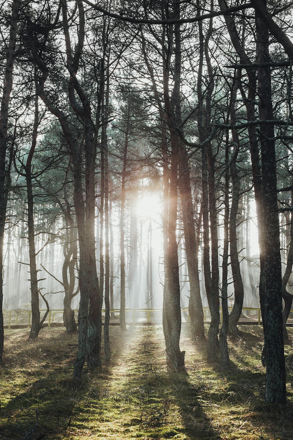 brown trees on forest during daytime