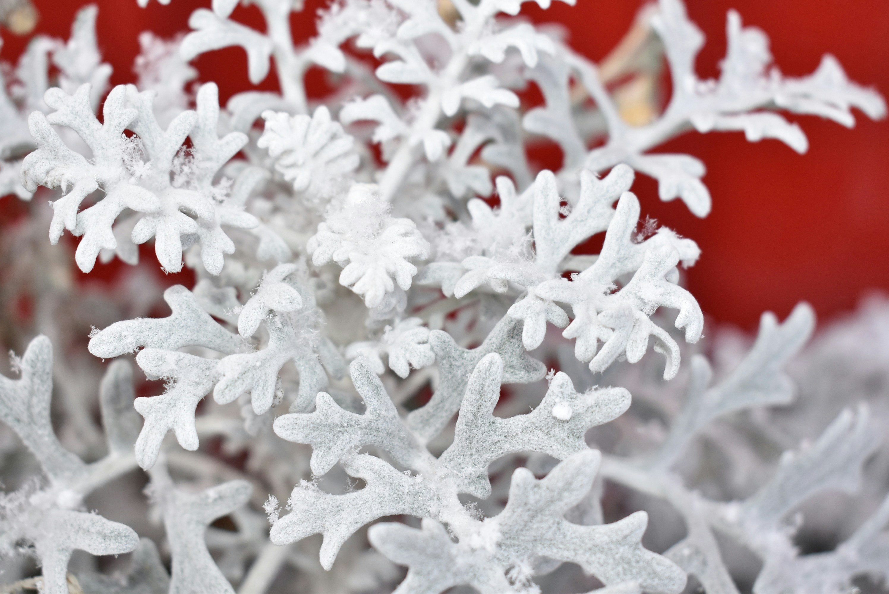 Photo by marie_martin1