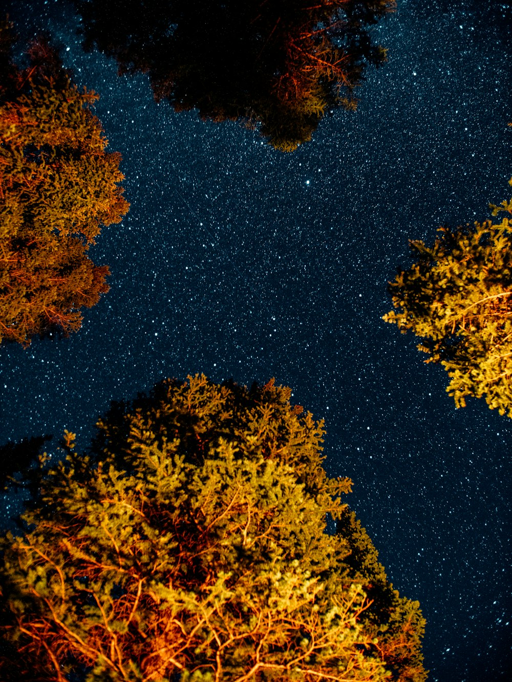 yellow and brown leaves on black sand