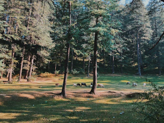 A sunlit pasture with mini Highland cows grazing near a rustic wooden fence under tall pine trees.