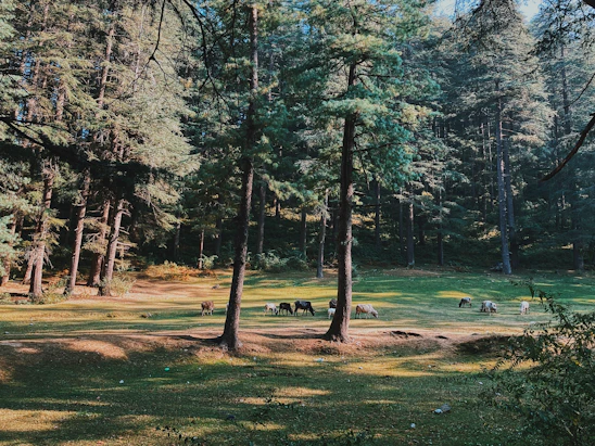 A sunlit pasture with mini Highland cows grazing near a rustic wooden fence under tall pine trees.