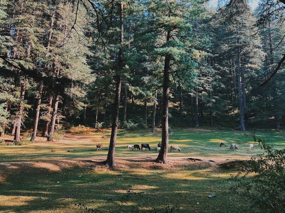 green trees on green grass field during daytime