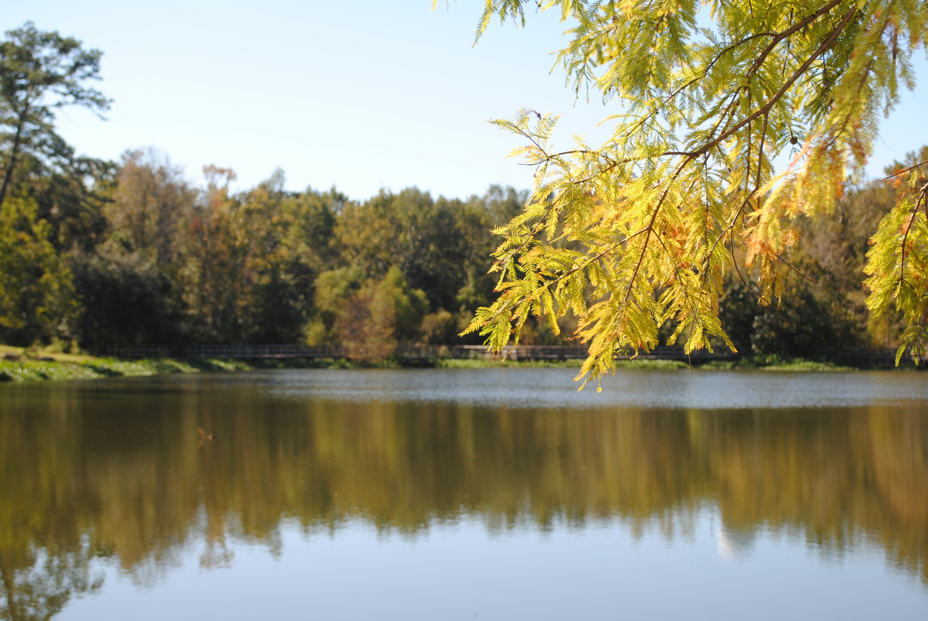 🍁 Explore the Great Outdoors: Best Fall Picnic & Hiking Spots in Seminole County 🌳🥾