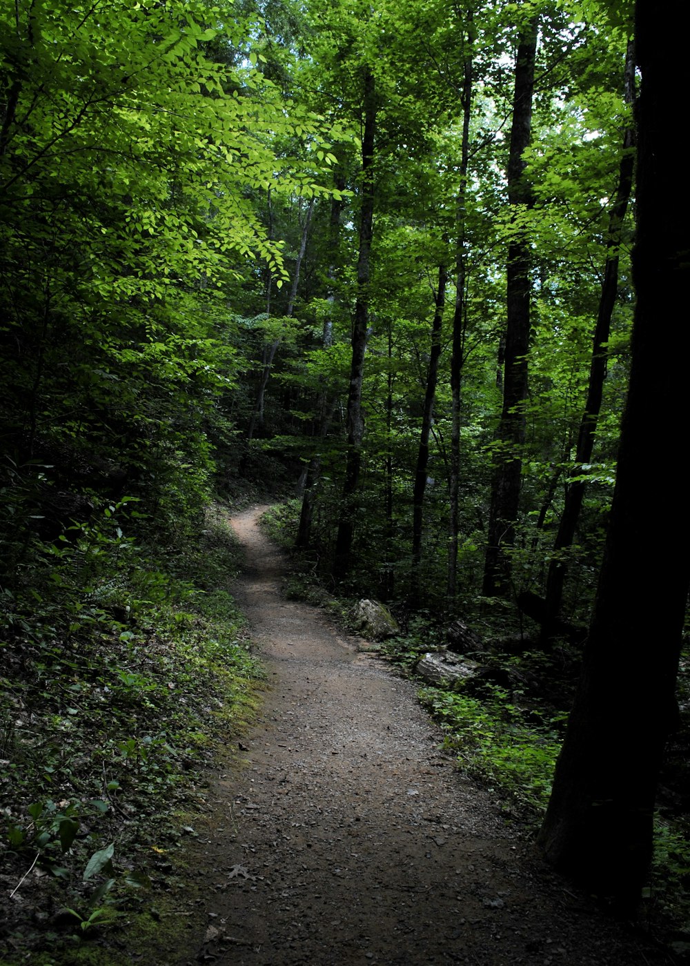 pathway in the middle of forest