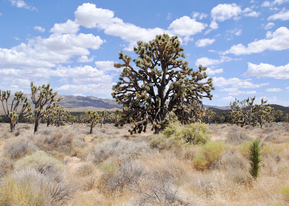 green tree on brown grass field under blue sky and white clouds during daytime