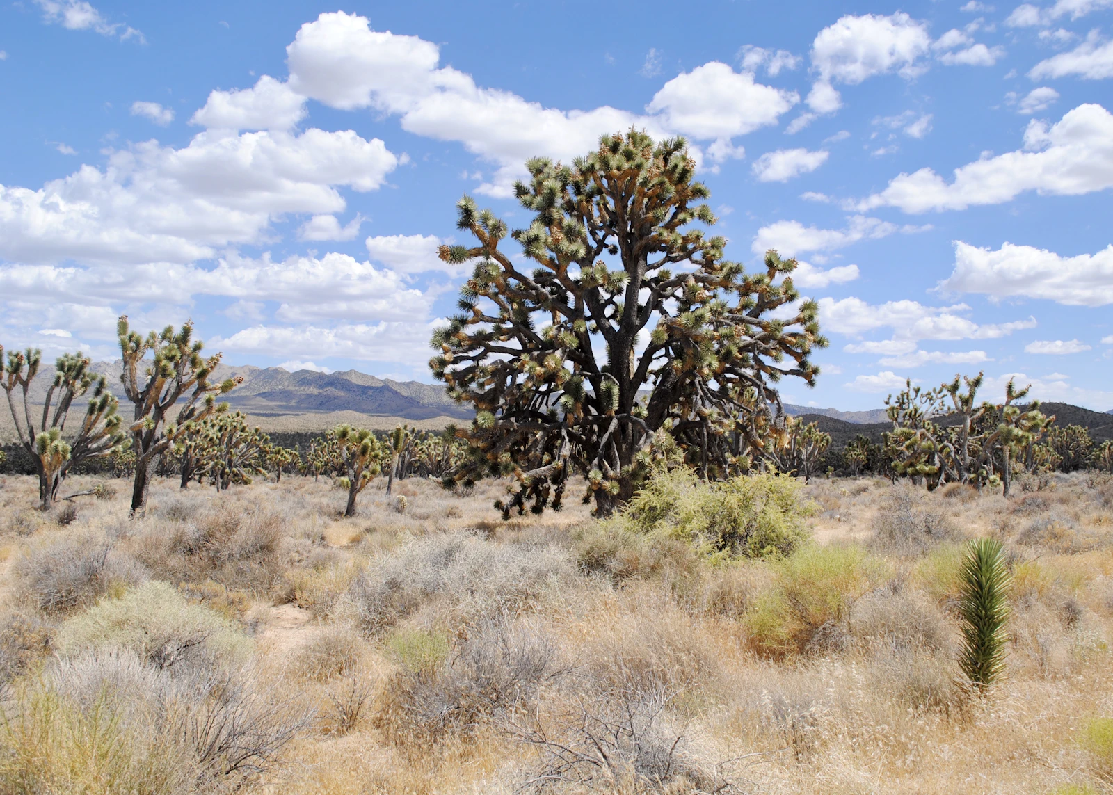 A Joshua tree in the desert scrub under a wide blue sky