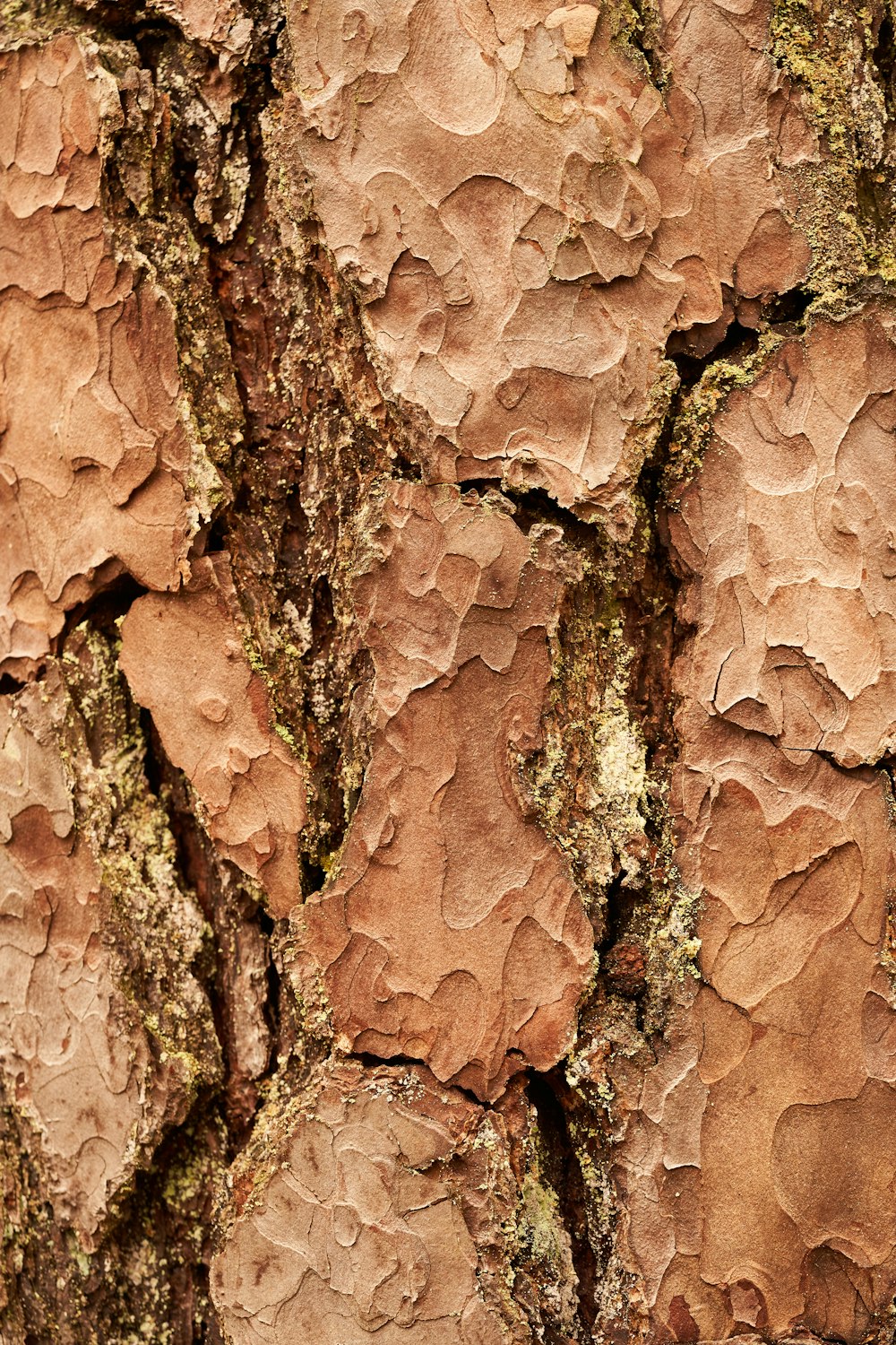 brown and white rock formation