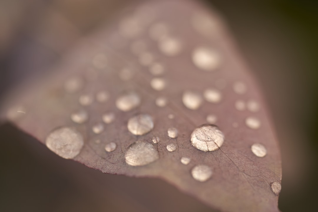 water droplets on brown leaf