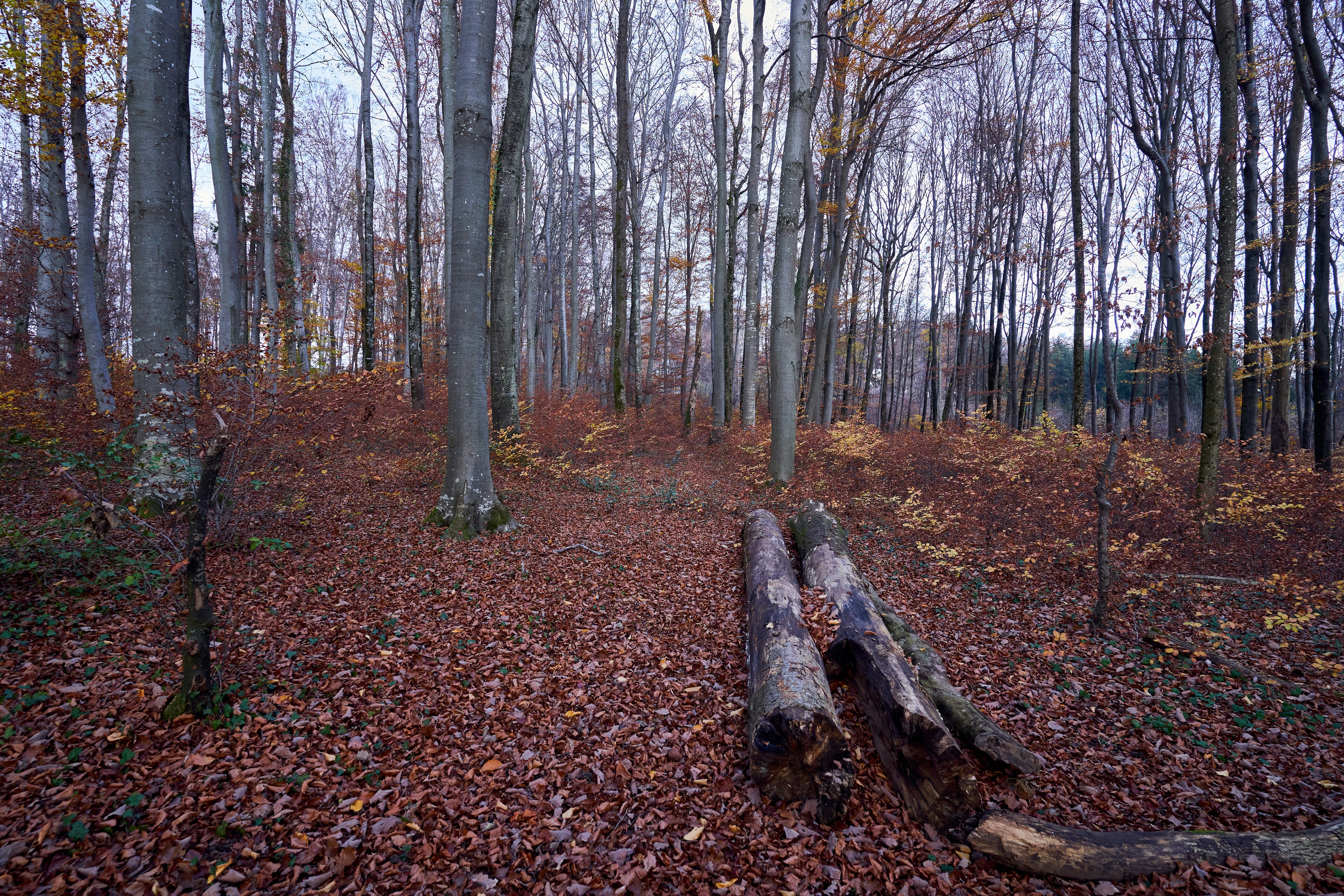 Photo by wolfgang_hasselmann