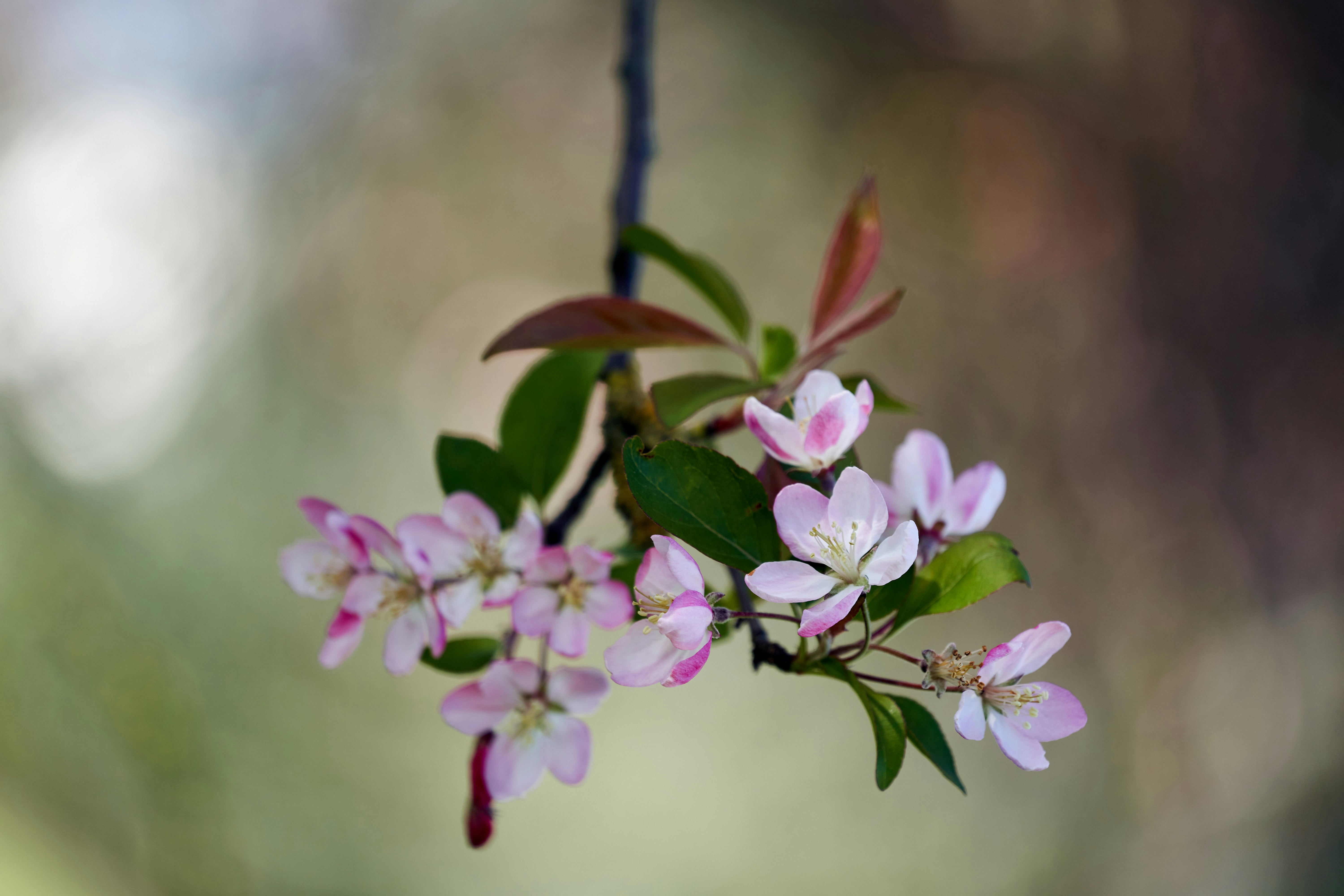 Photo by wolfgang_hasselmann