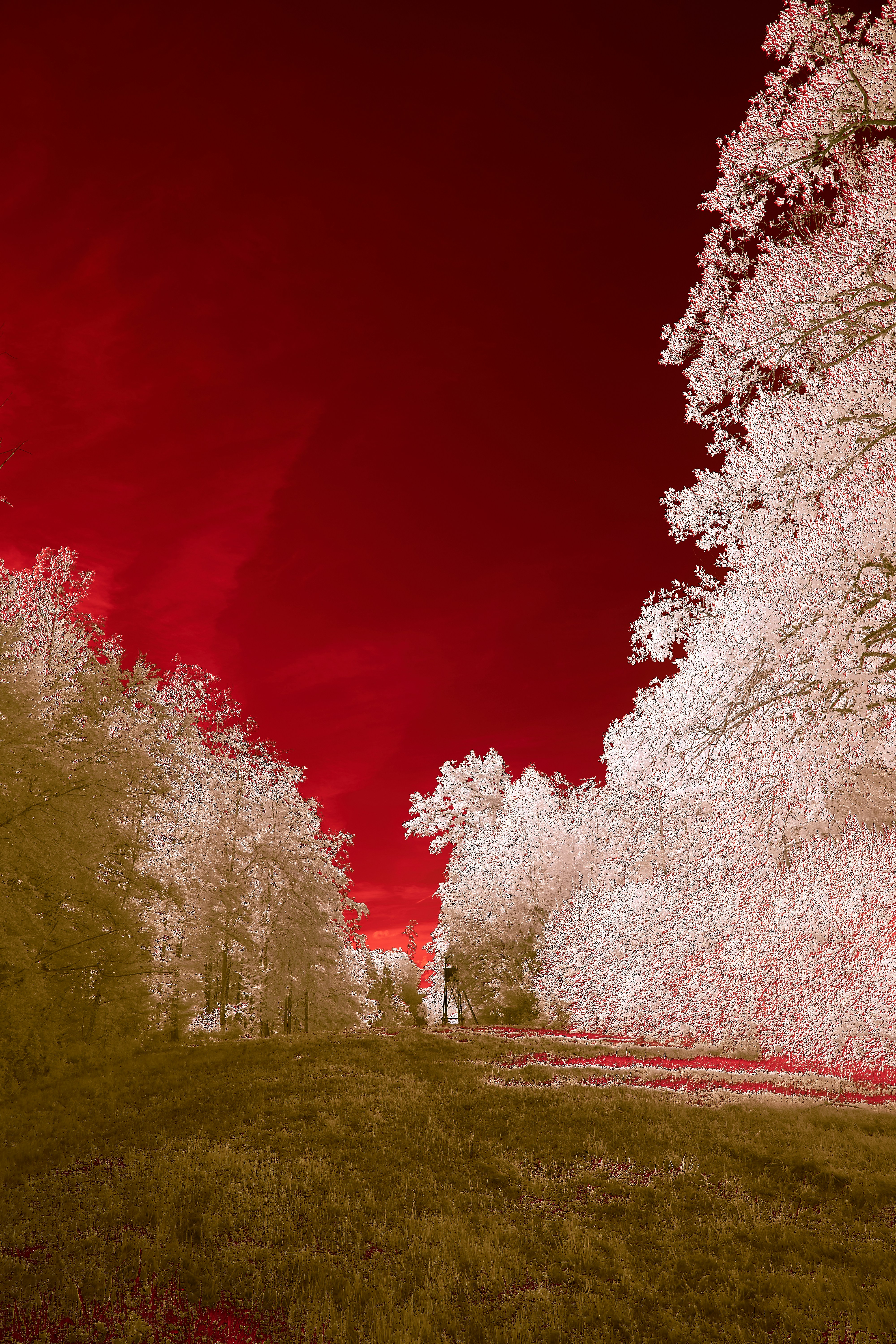 Photo by wolfgang_hasselmann