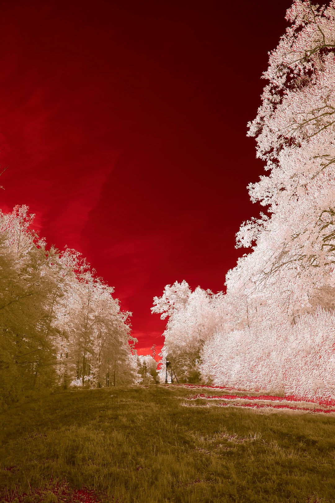 white cherry blossom trees during daytime