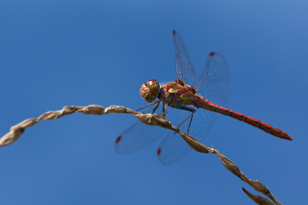 brown dragonfly perched on brown stem during daytime