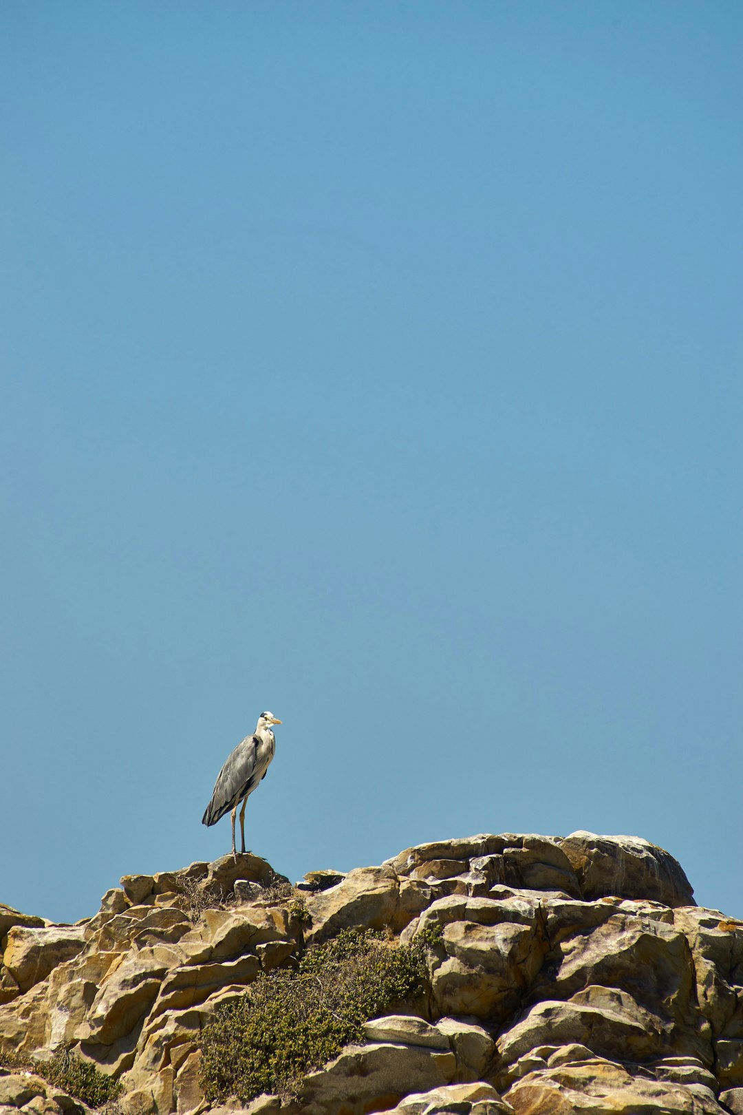 white bird on brown rock during daytime