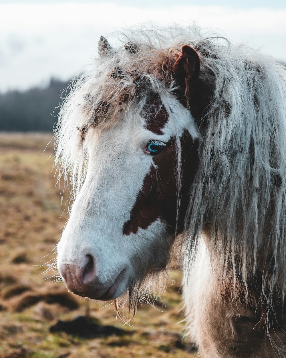 white and brown horse on brown field during daytime