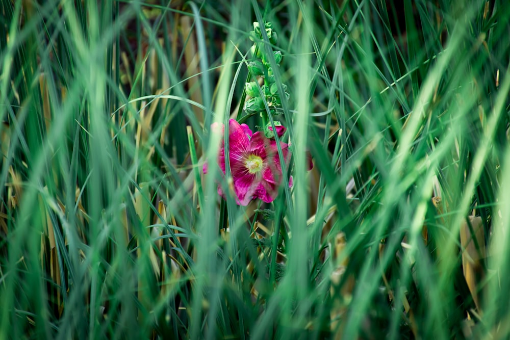 pink flower in tilt shift lens