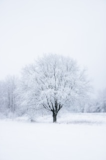 leafless tree covered with snow