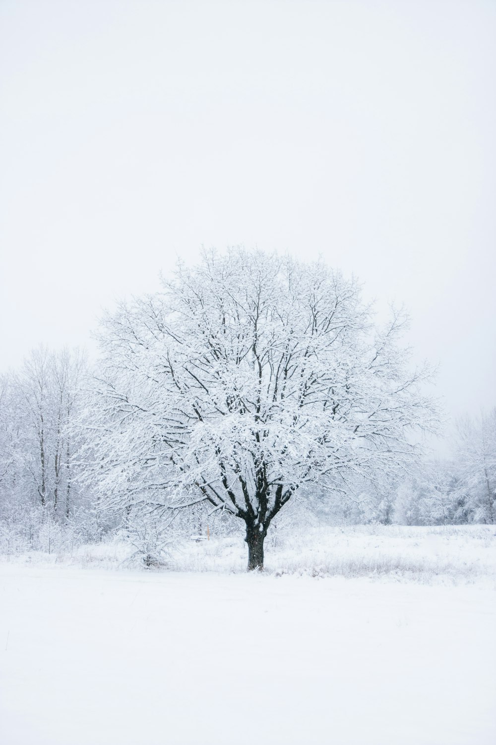 leafless tree covered with snow