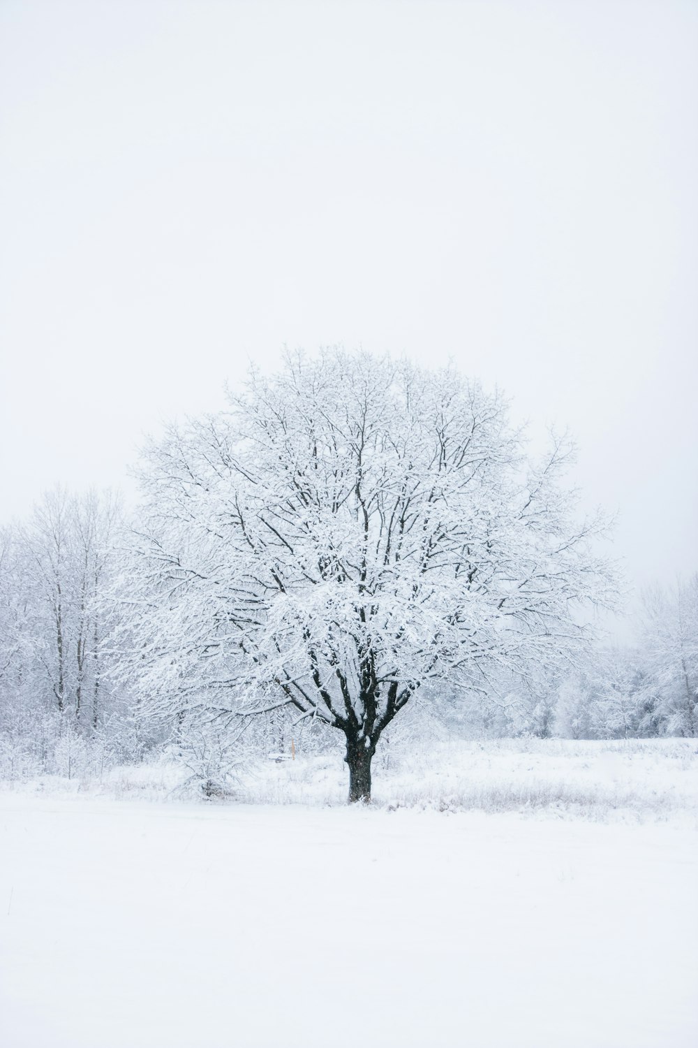 Blattloser Baum mit Schnee bedeckt
