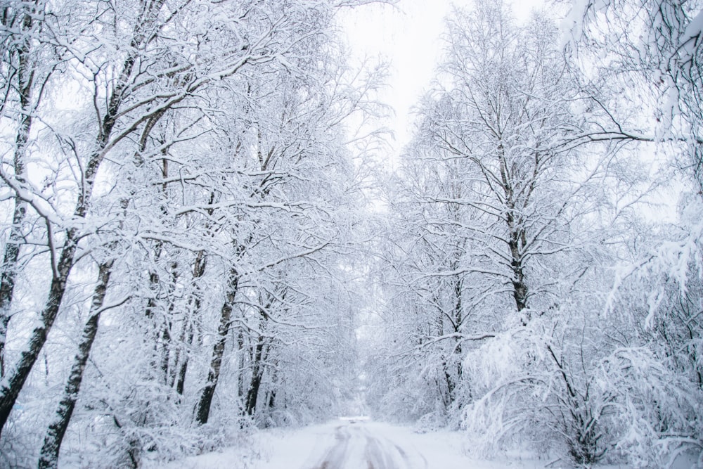 snow covered road between bare trees during daytime