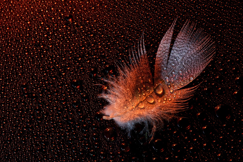 white feather with black background