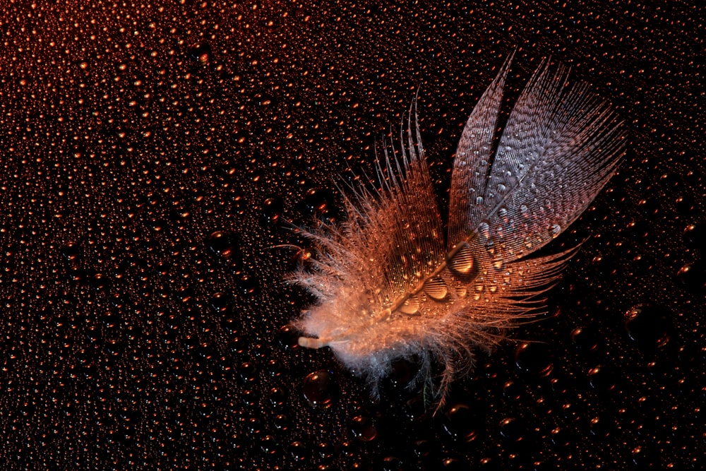 white feather with black background