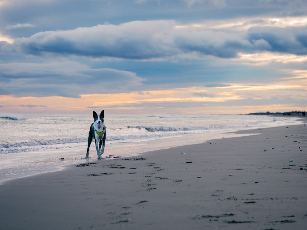 man in black wet suit walking on beach during daytime