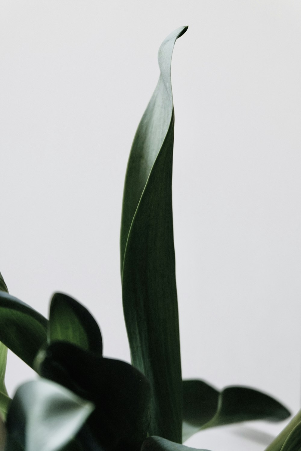 grüne Blattpflanze mit weißem Hintergrund