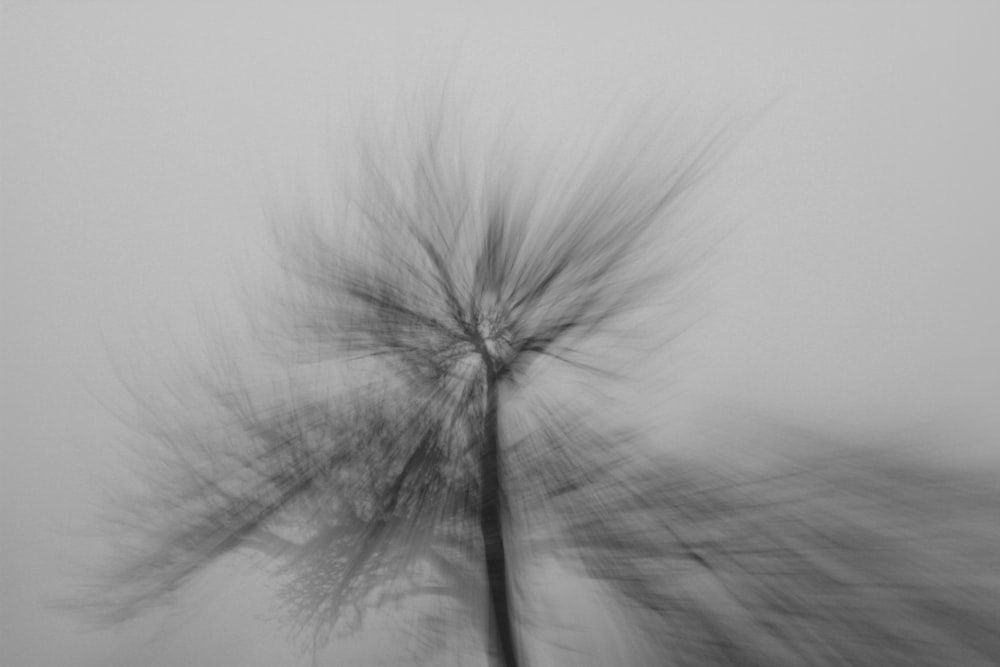 grayscale photo of leafless tree