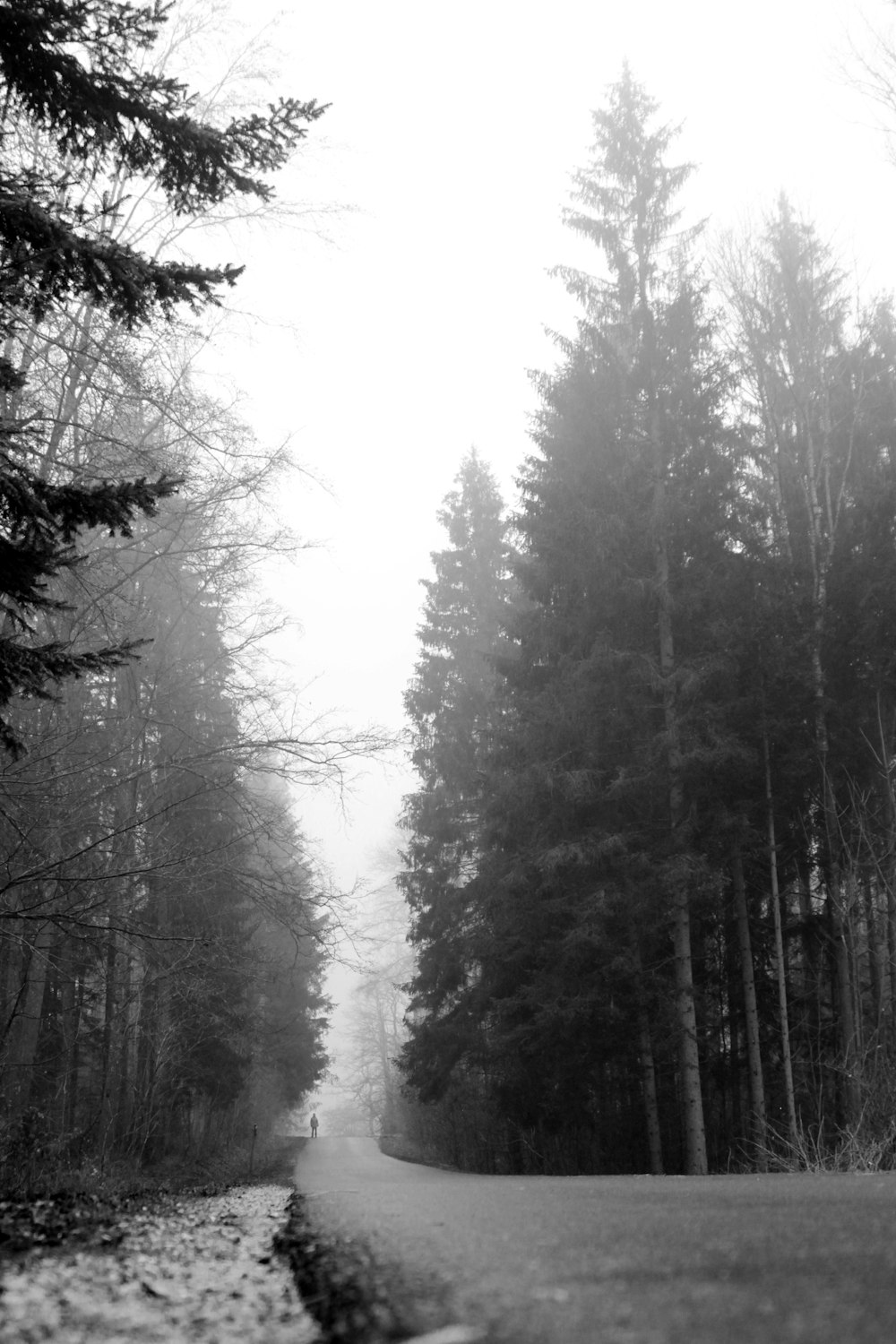 grayscale photo of trees covered with snow