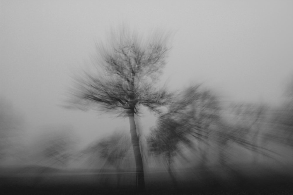 grayscale photo of tree on fog