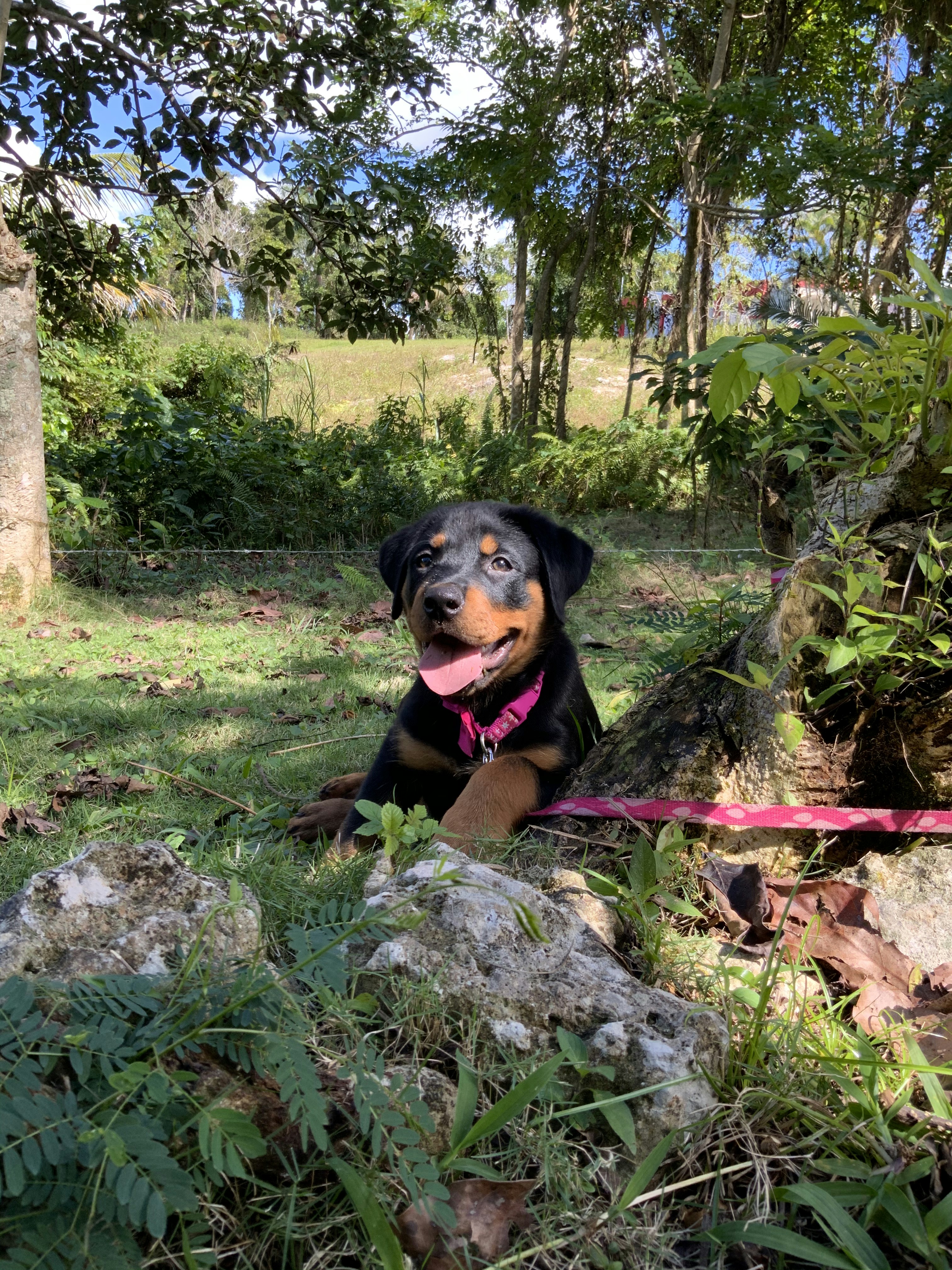 Rottweiler puppy being socialized with children and other dogs in a safe outdoor environment