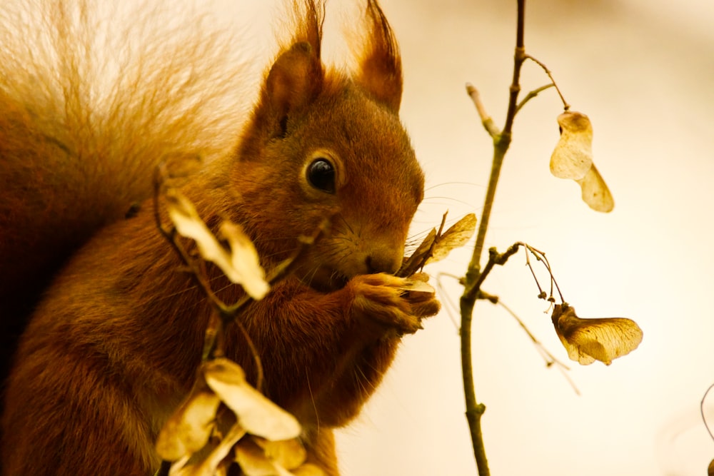 brown squirrel on brown tree branch