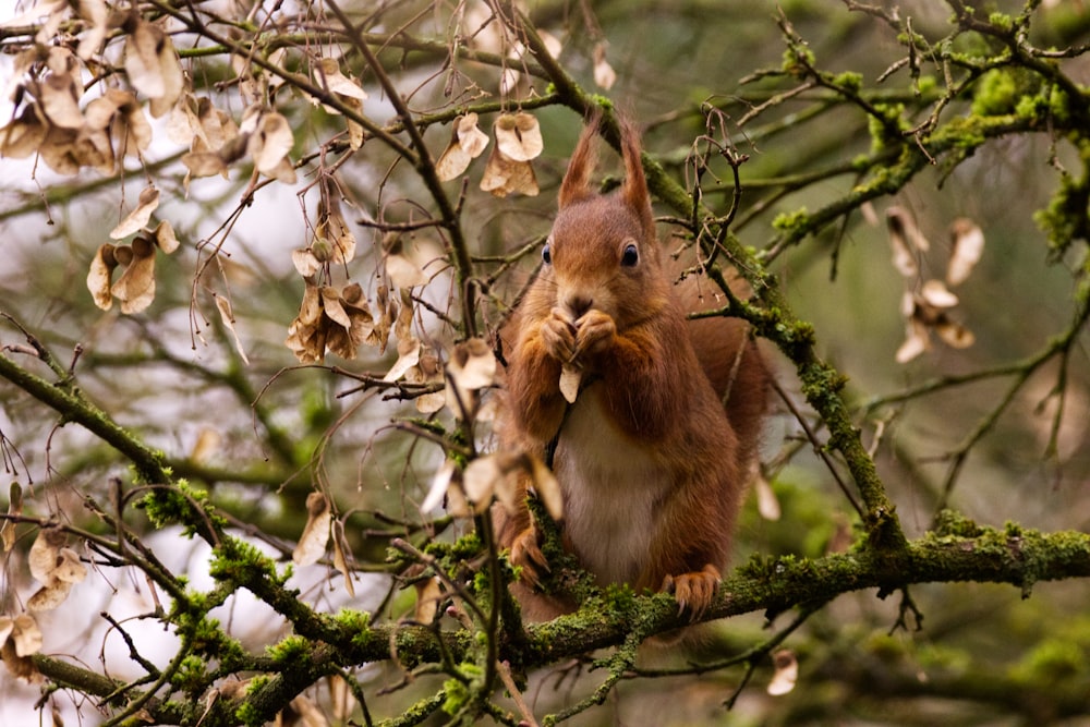 brown squirrel on tree branch during daytime