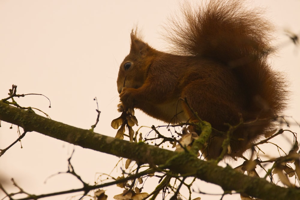 brown squirrel on tree branch during daytime