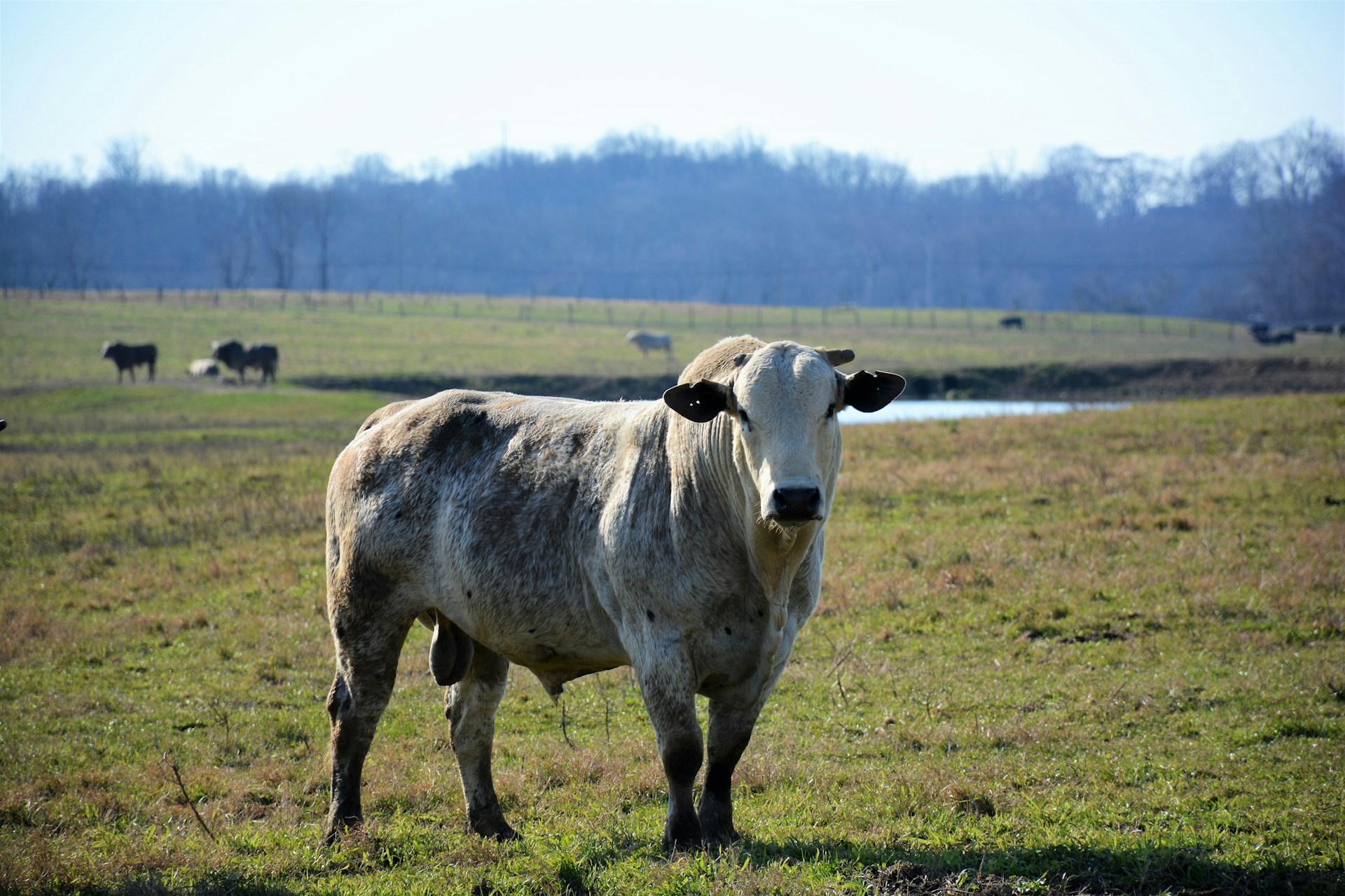 gray computer monitor