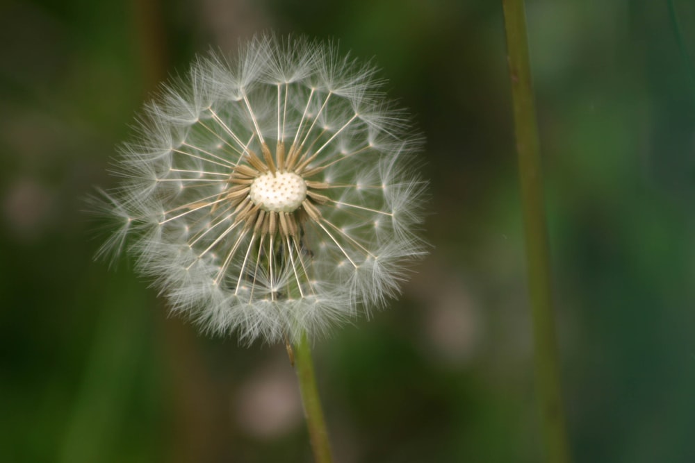 white dandelion in close up photography