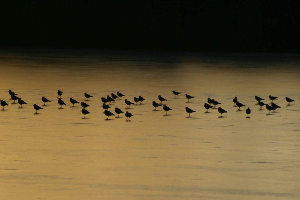 flock of birds on water during sunset