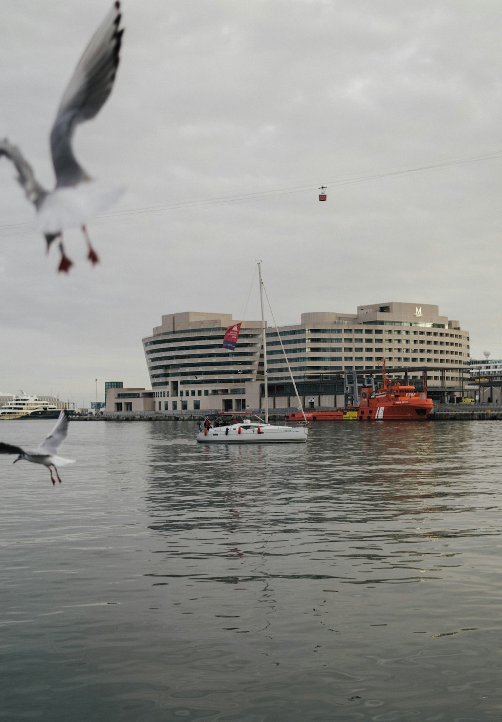 white bird flying over the sea near city buildings during daytime