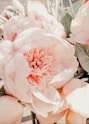 pink and white flower in close up photography