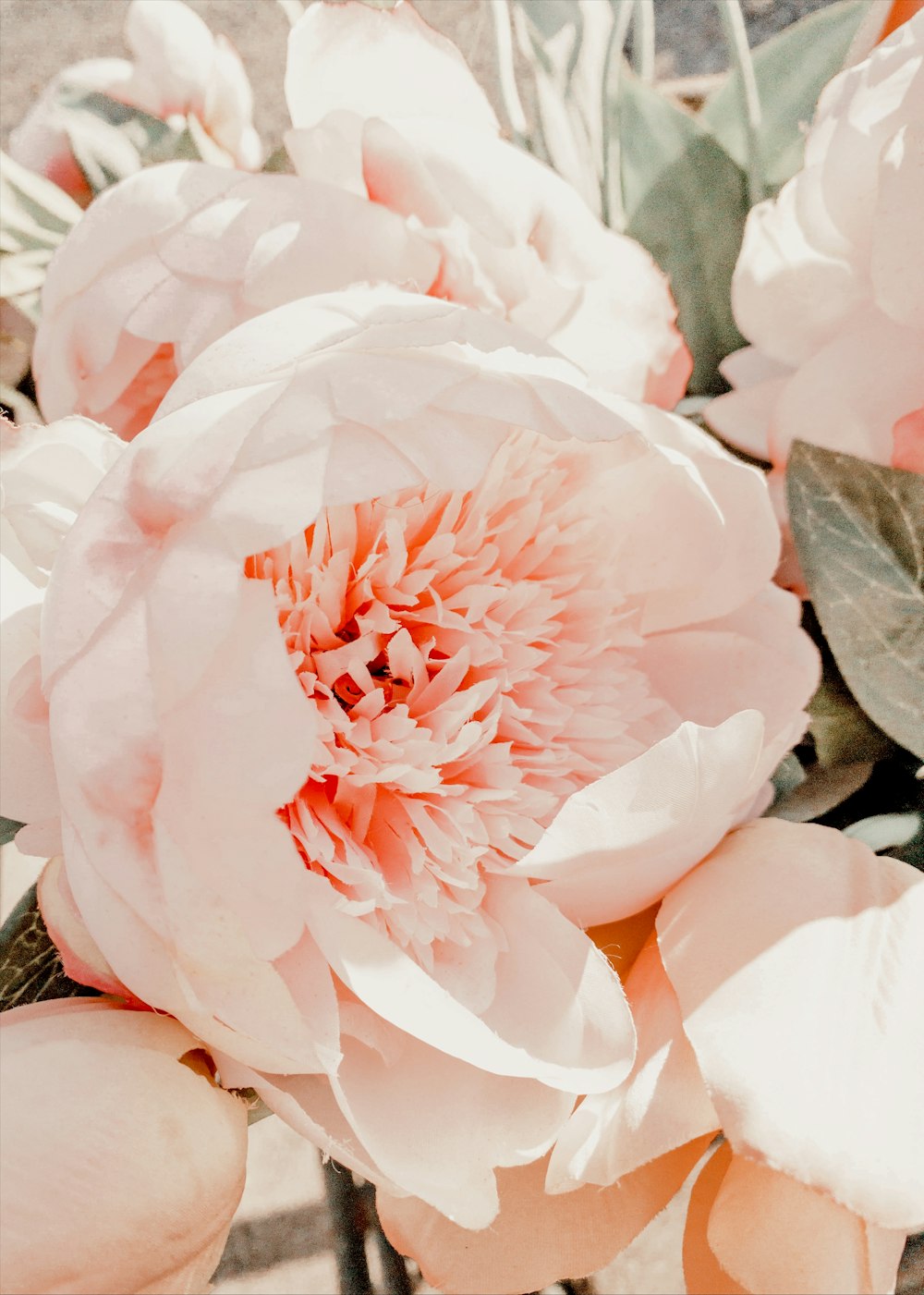 Rosa und weiße Blume in Nahaufnahmen