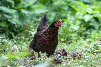 Experienced instructor guiding trainees through poultry farm management techniques.