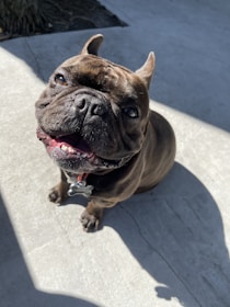 A brown bulldog sits on a concrete surface, looking up with a happy expression. The dog's ears are perked, and its mouth is open, revealing its teeth. A shadow is cast on the ground, and a red collar with a bone-shaped pendant is visible.